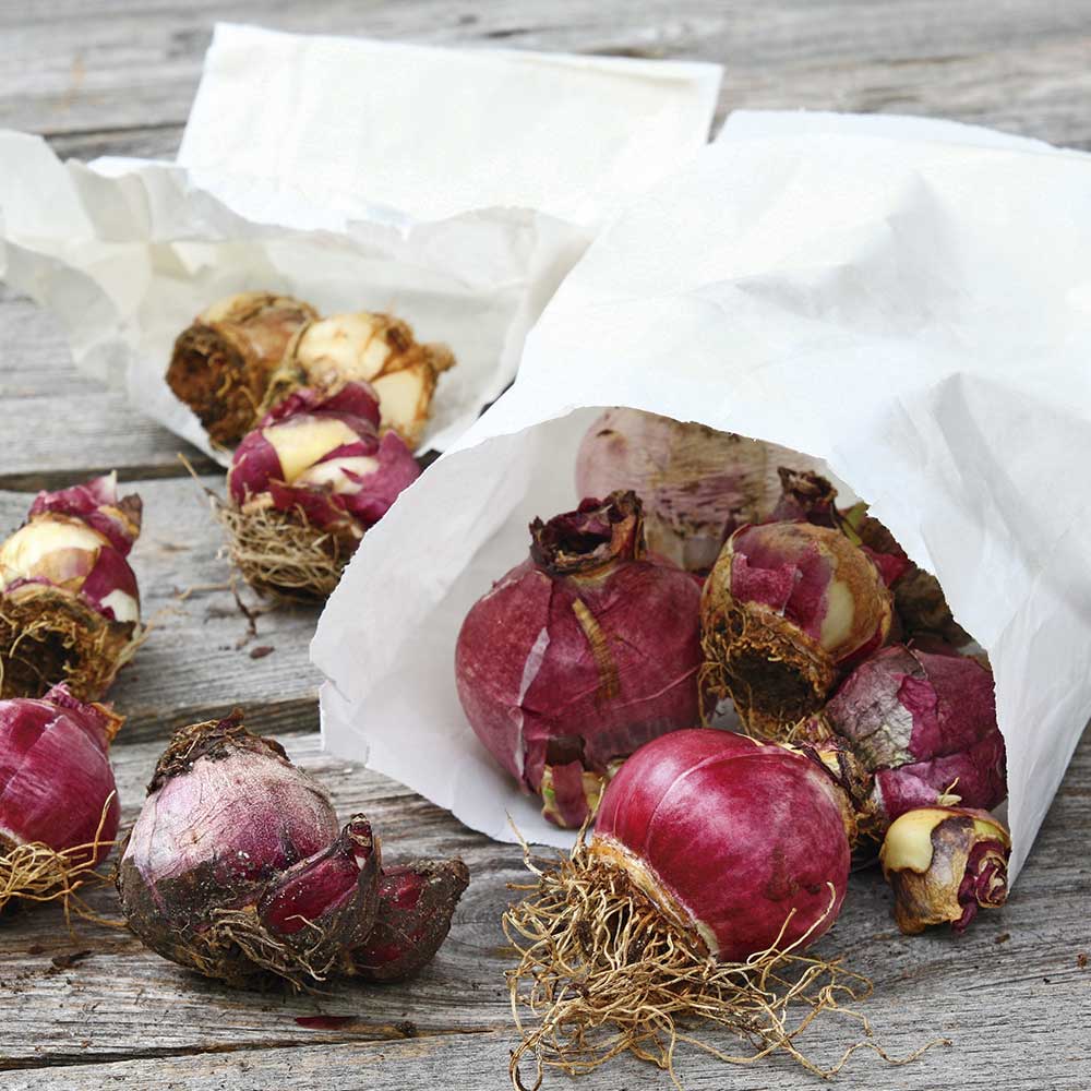De hecho cocina Fusión Bulbos de Jacintos para plantar en tu jardín – Tulipanes Chile